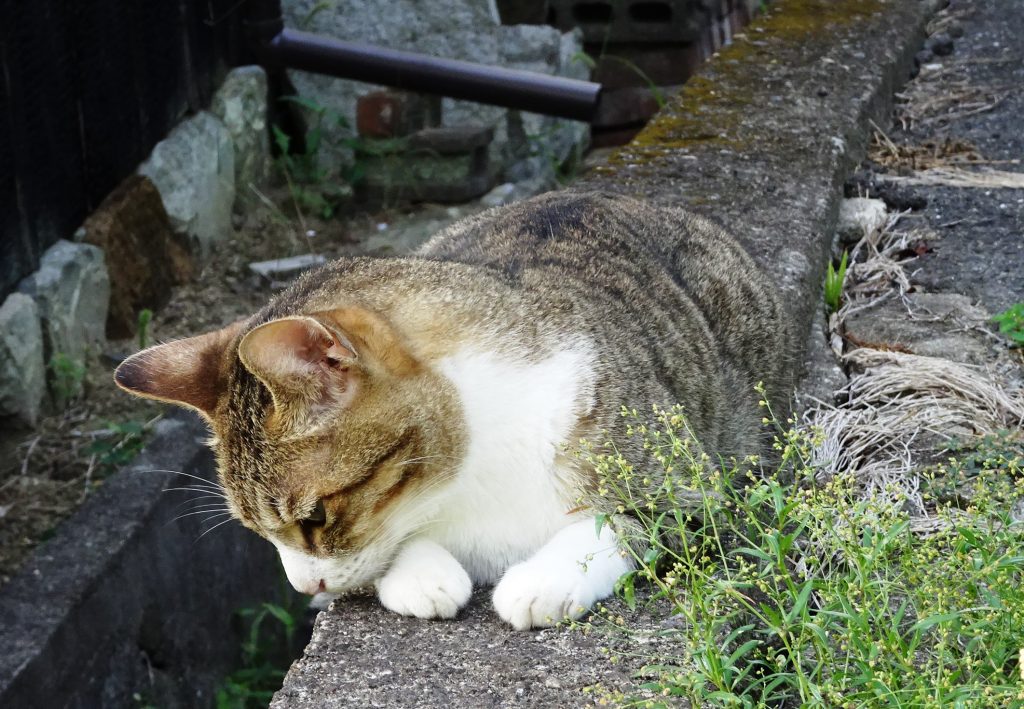 ねこ、風太 巡回