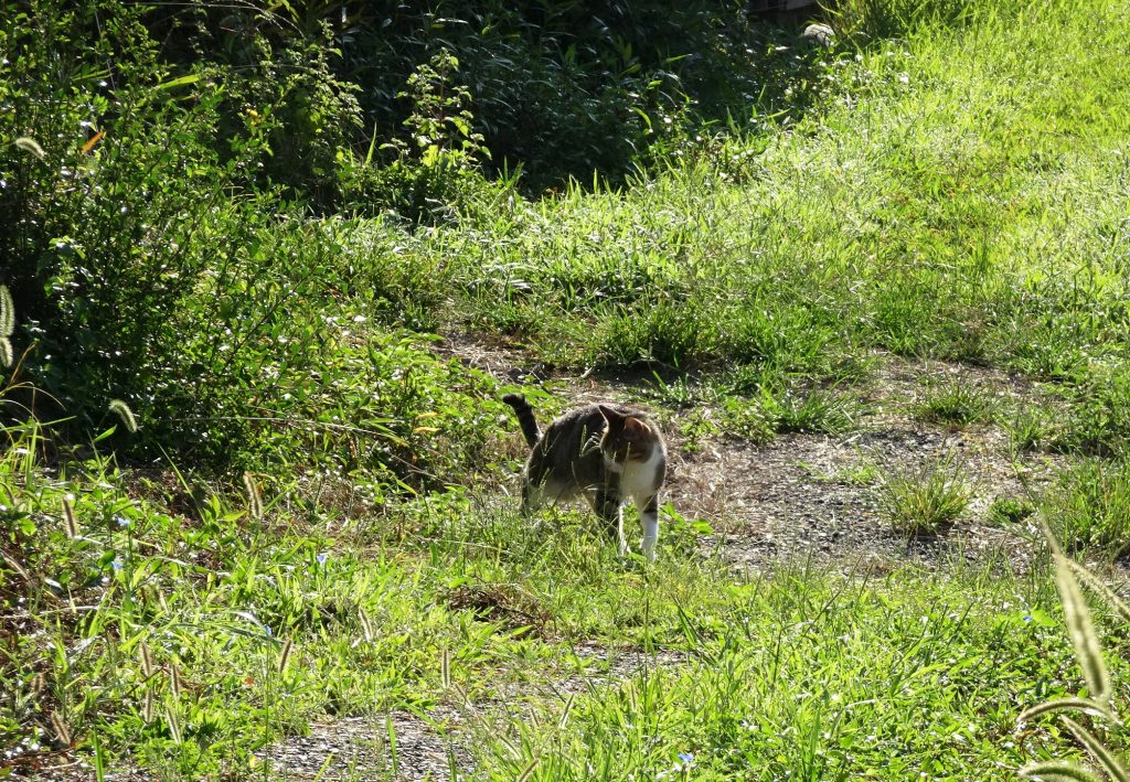 ねこ、風太 巡回