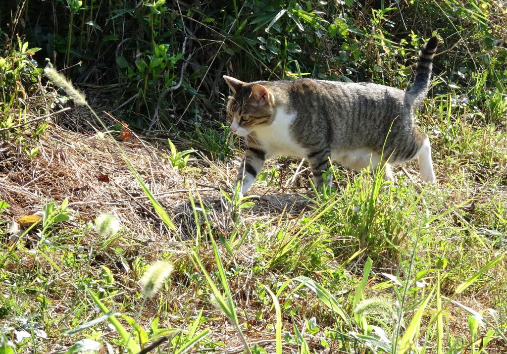 ねこ、風太 巡回