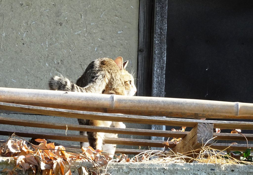 ねこ、風太 巡回