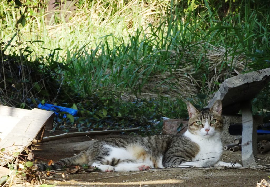 ねこ、風太 巡回