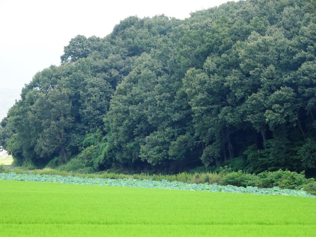 田舎の晩夏