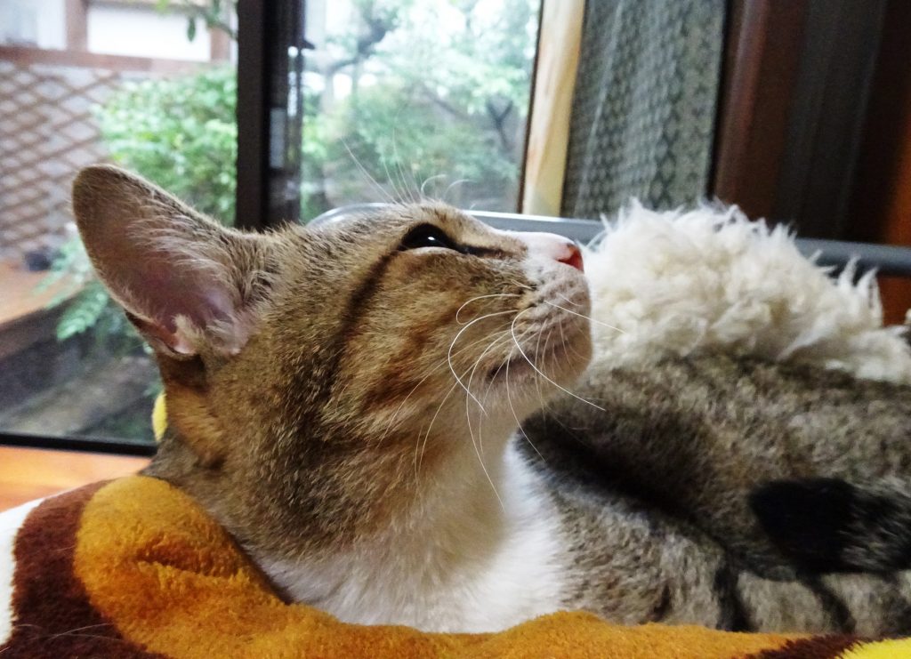 ねこ、風太 ゴロゴロ