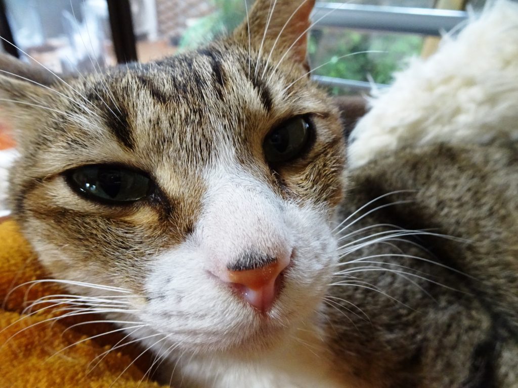 ねこ、風太 ゴロゴロ