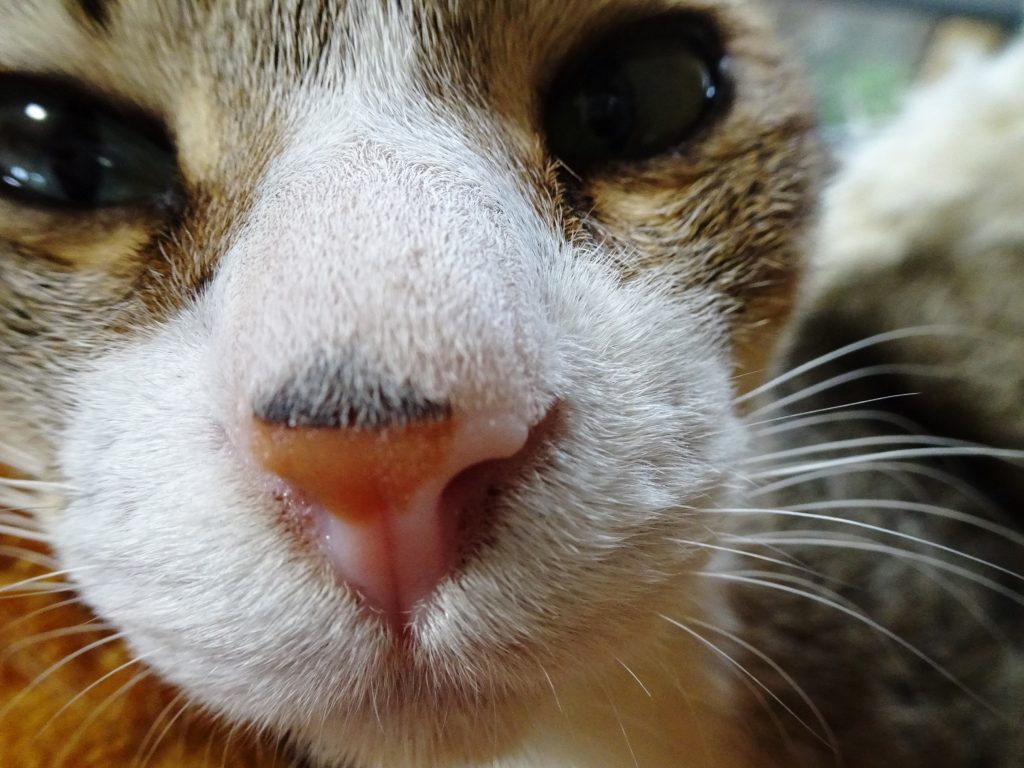 ねこ、風太 ゴロゴロ