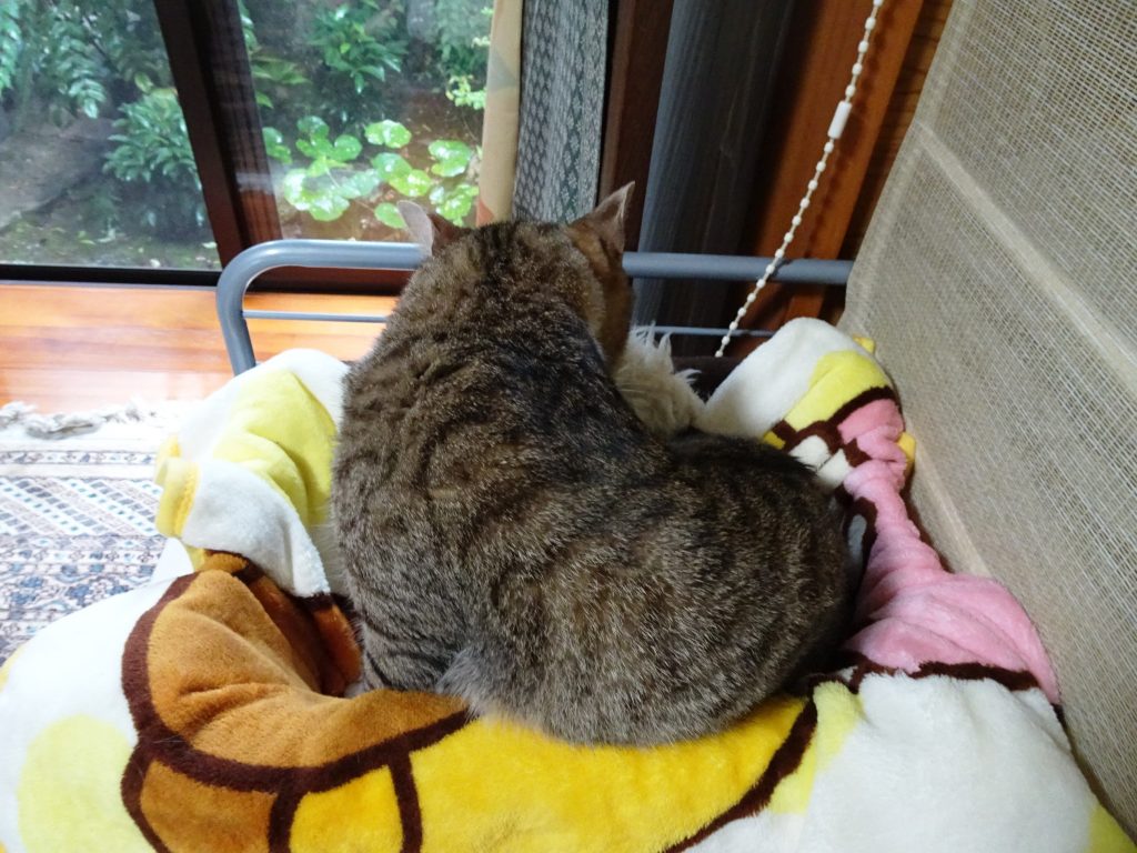ねこ、風太 ゴロゴロ