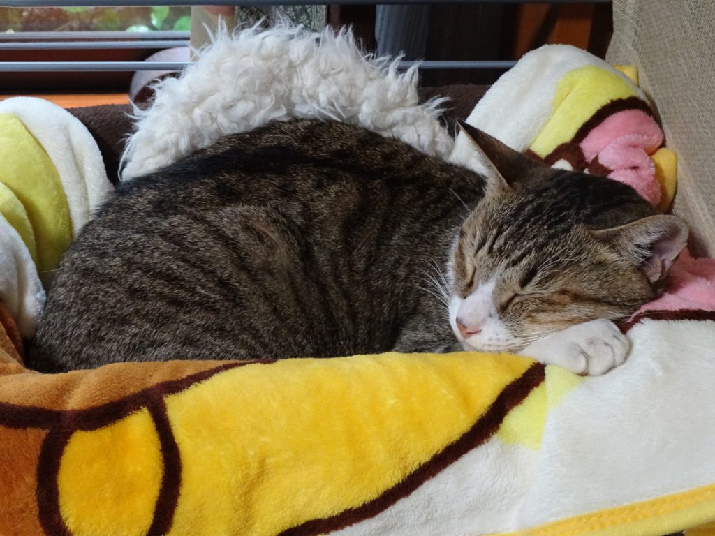 ねこ、風太 ゴロゴロ