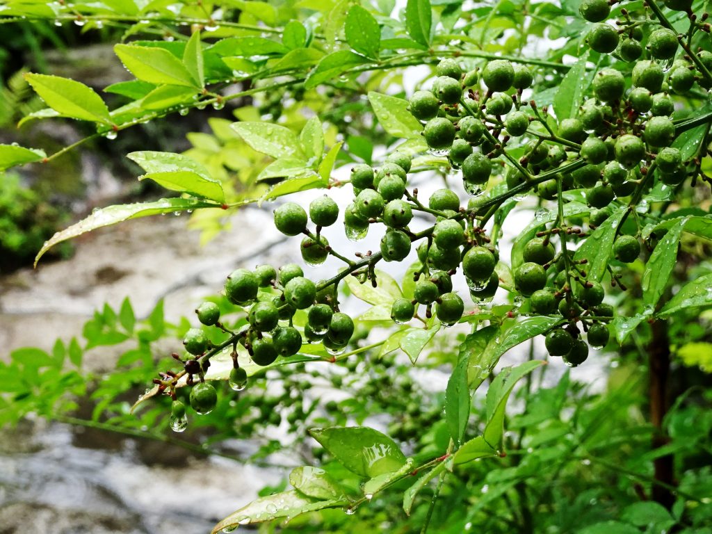 南天と雫
