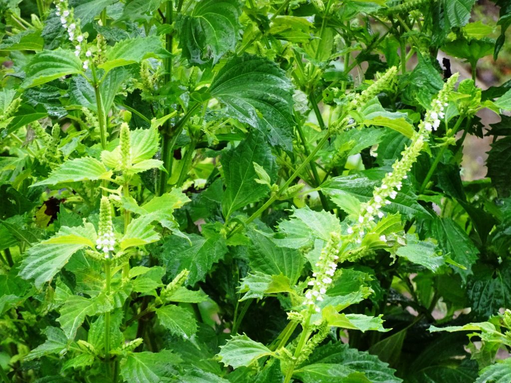シソの花と雨