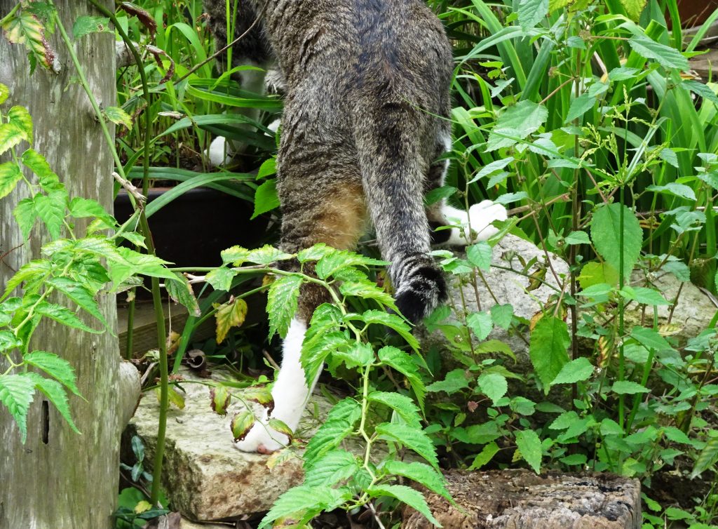 ねこ、風太 巡回