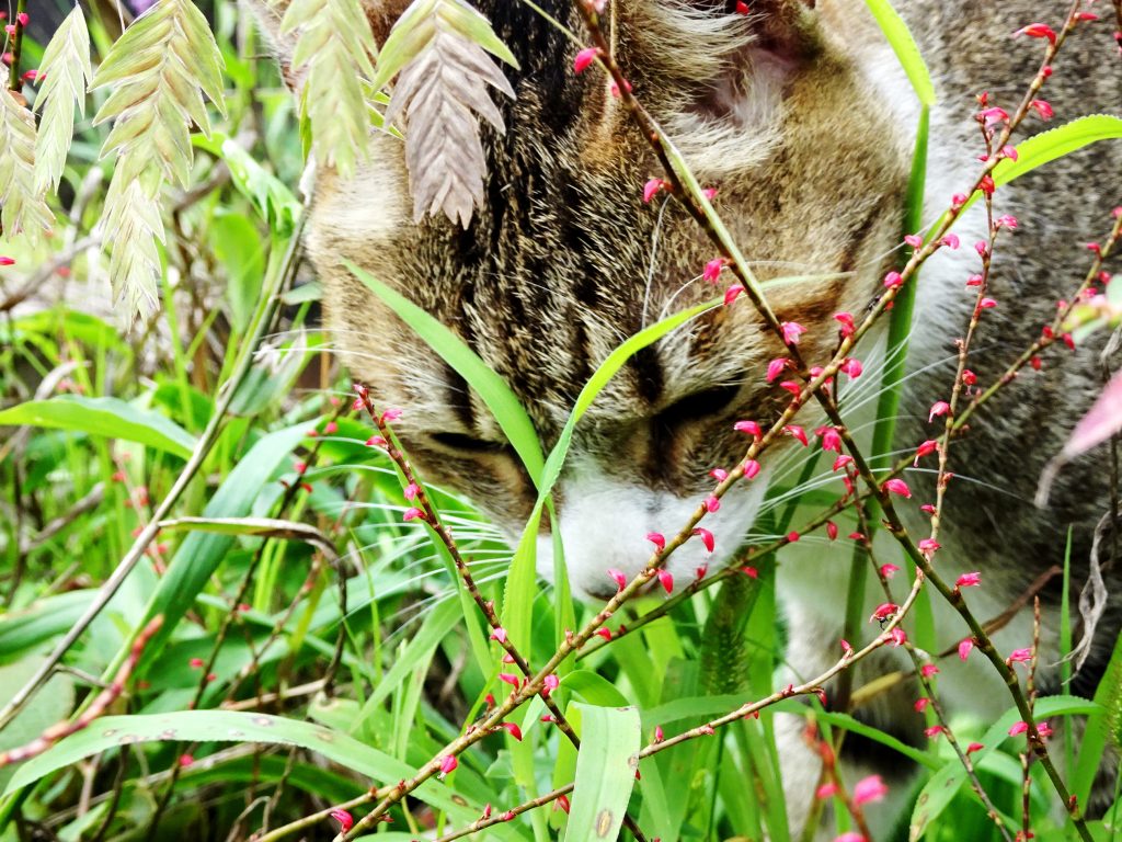 ねこ、風太 巡回