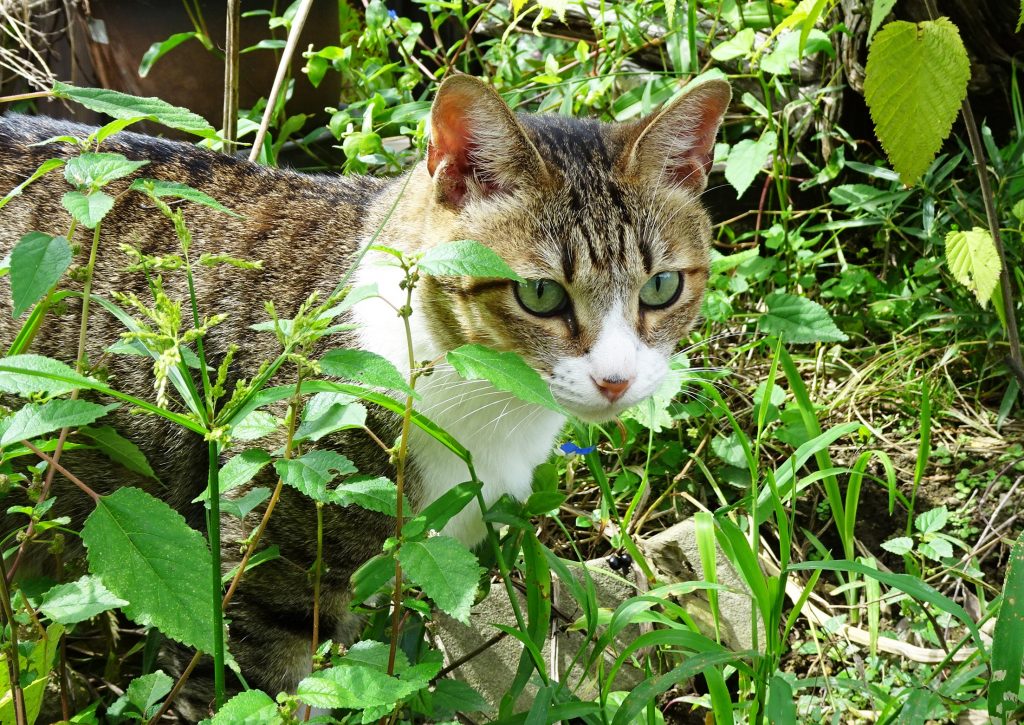 ねこ、風太 巡回