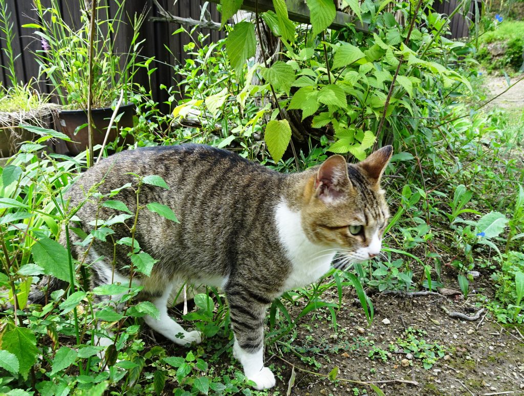 ねこ、風太 巡回