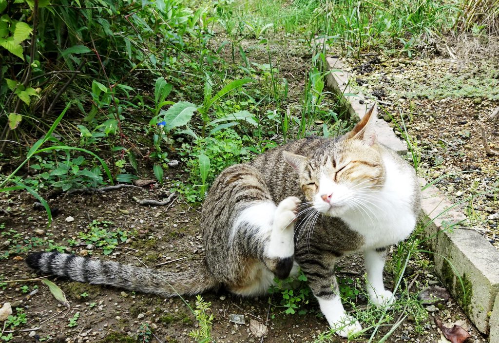 ねこ、風太 巡回