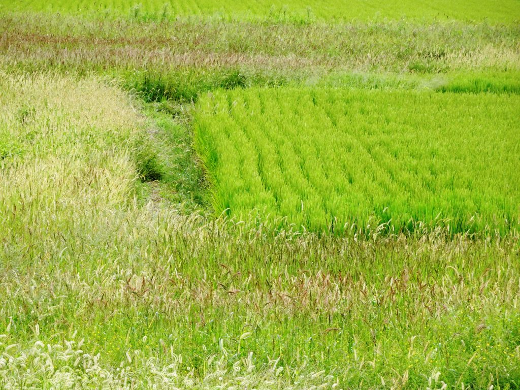 初秋の田んぼ