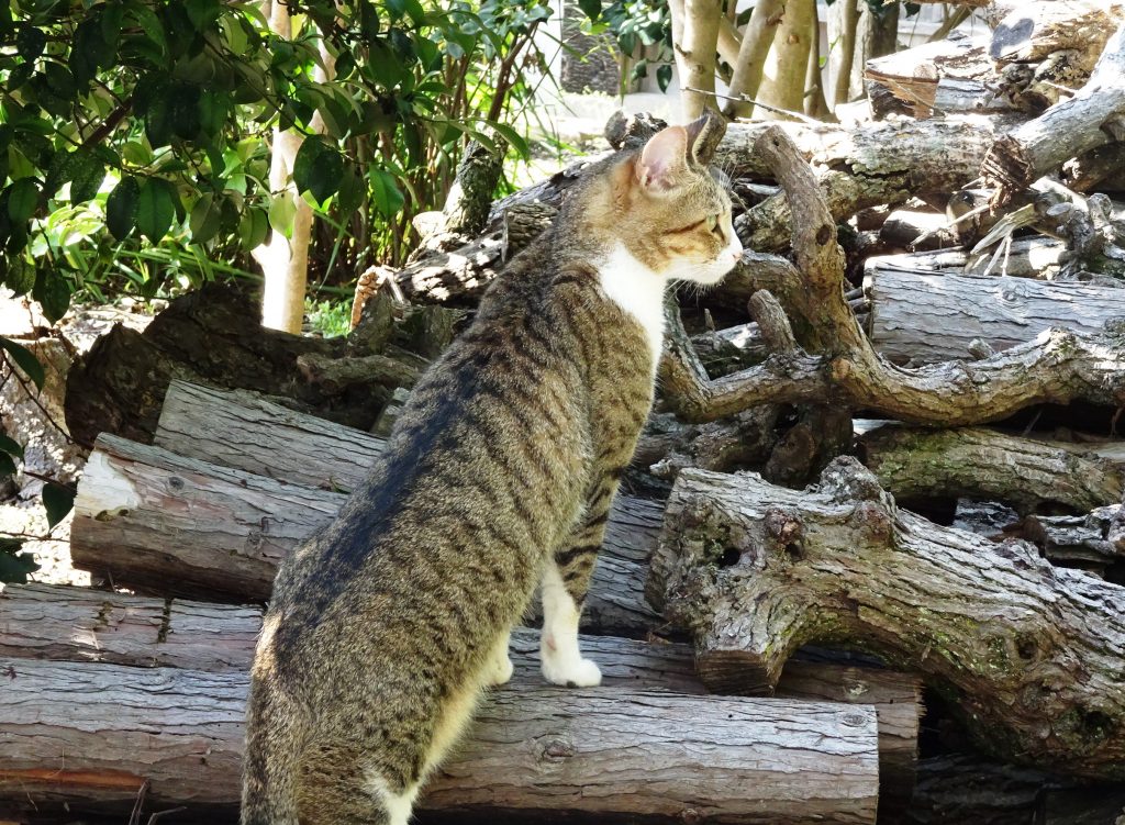 ねこ、風太 巡回