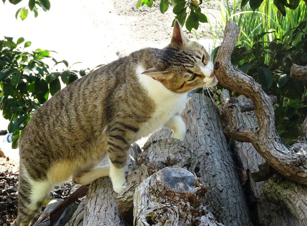 ねこ、風太 巡回