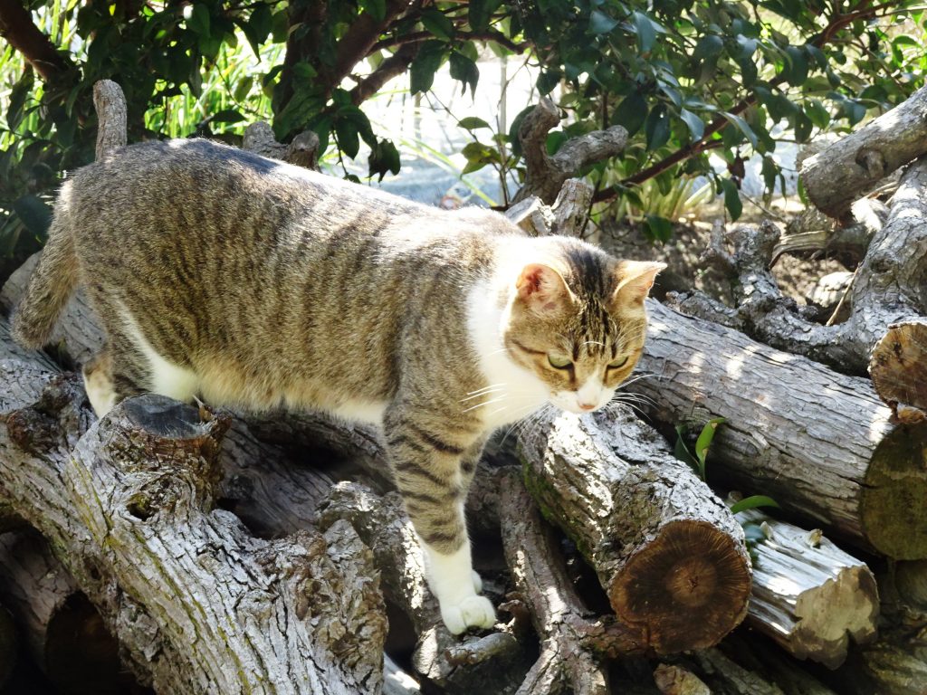 ねこ、風太 巡回