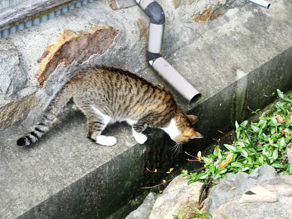 ねこ、風太 巡回