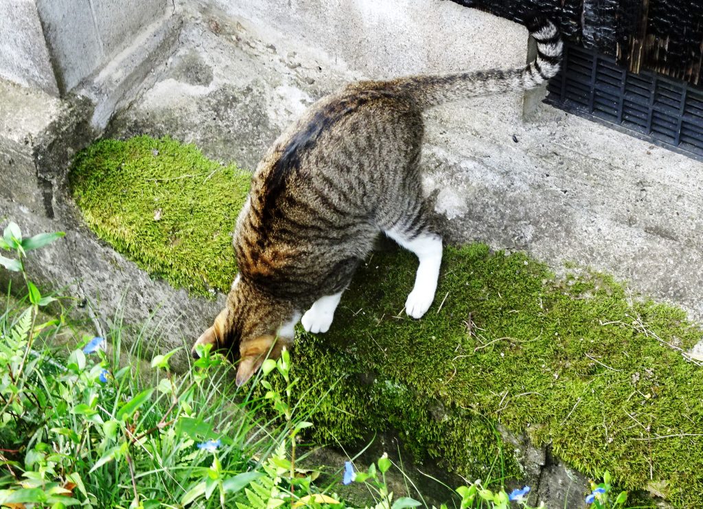 ねこ、風太 巡回