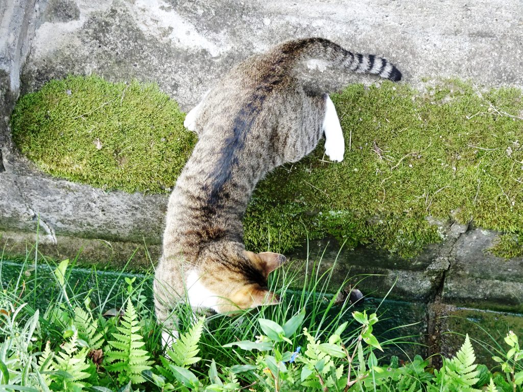 ねこ、風太 巡回