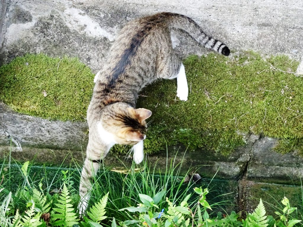 ねこ、風太 巡回