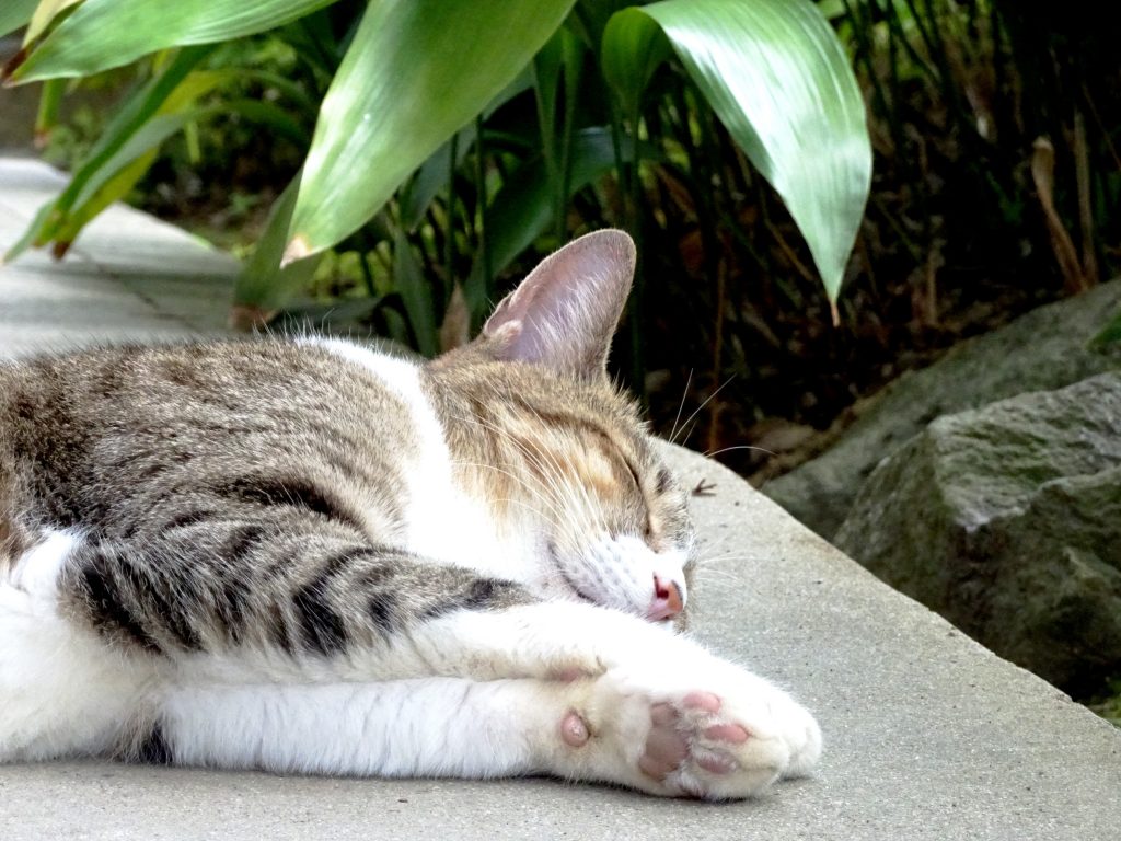 ねこ、風太 ゴロゴロ