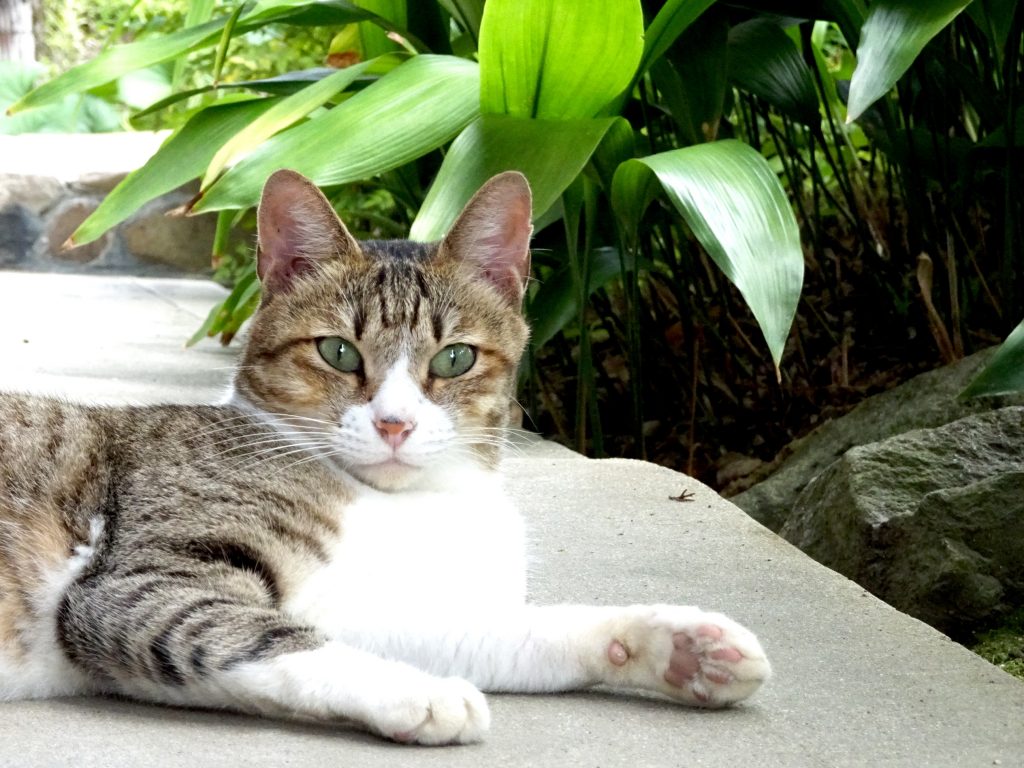 ねこ、風太 ゴロゴロ