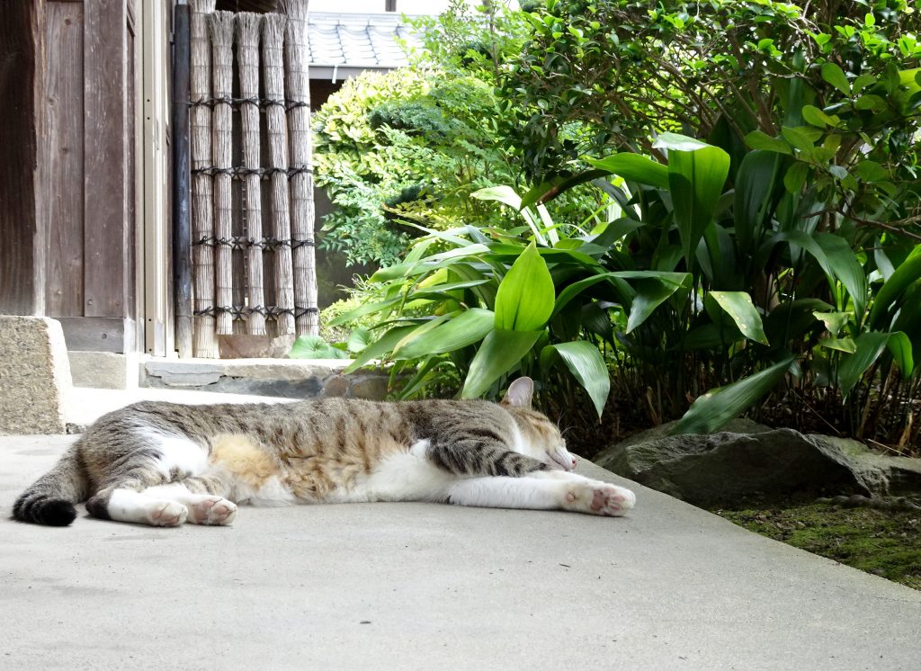 ねこ、風太 ゴロゴロ