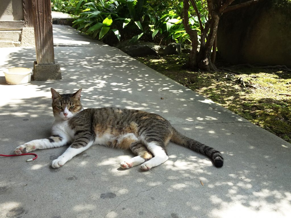 ねこ、風太 ゴロゴロ