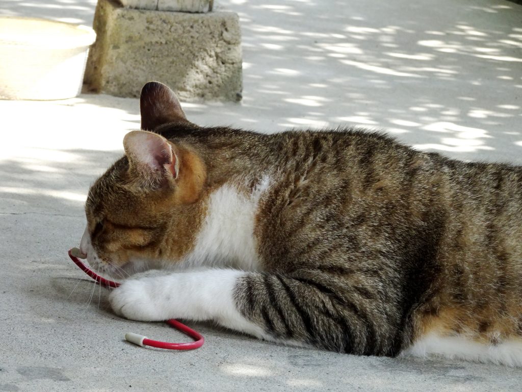 ねこ、風太 ゴロゴロ