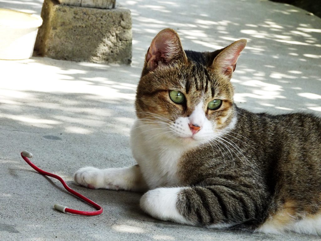 ねこ、風太 ゴロゴロ