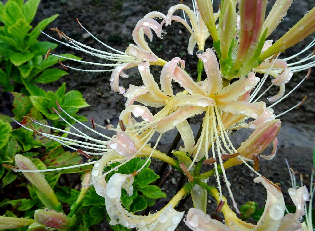 白曼殊沙華