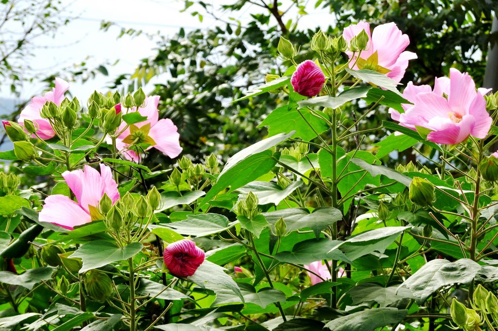 芙蓉