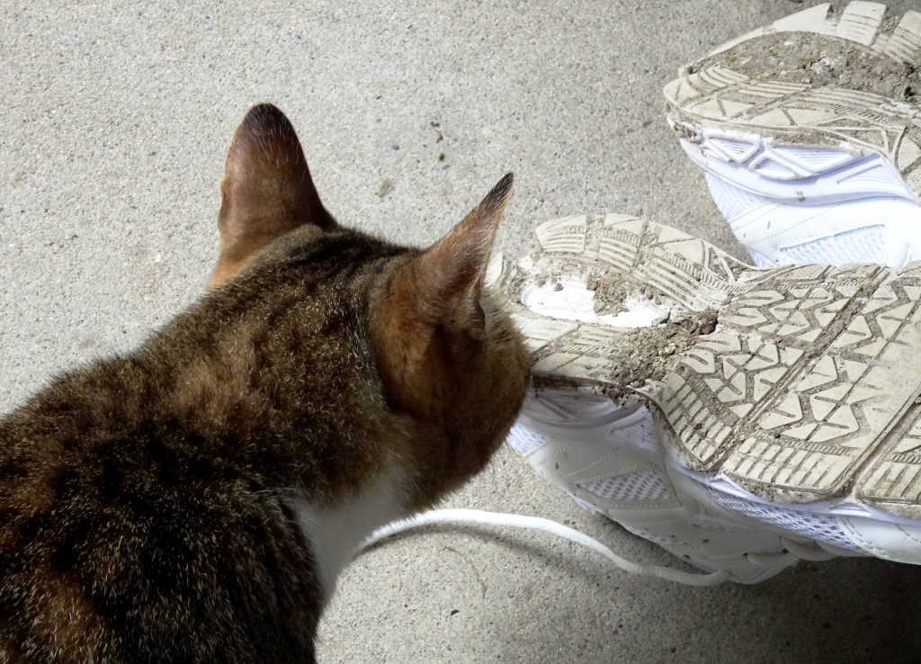 ねこ、風太 巡回