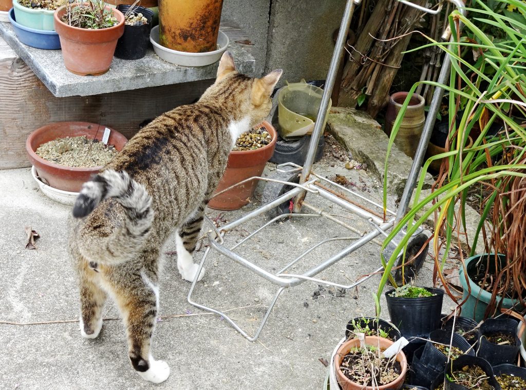 ねこ、風太 巡回