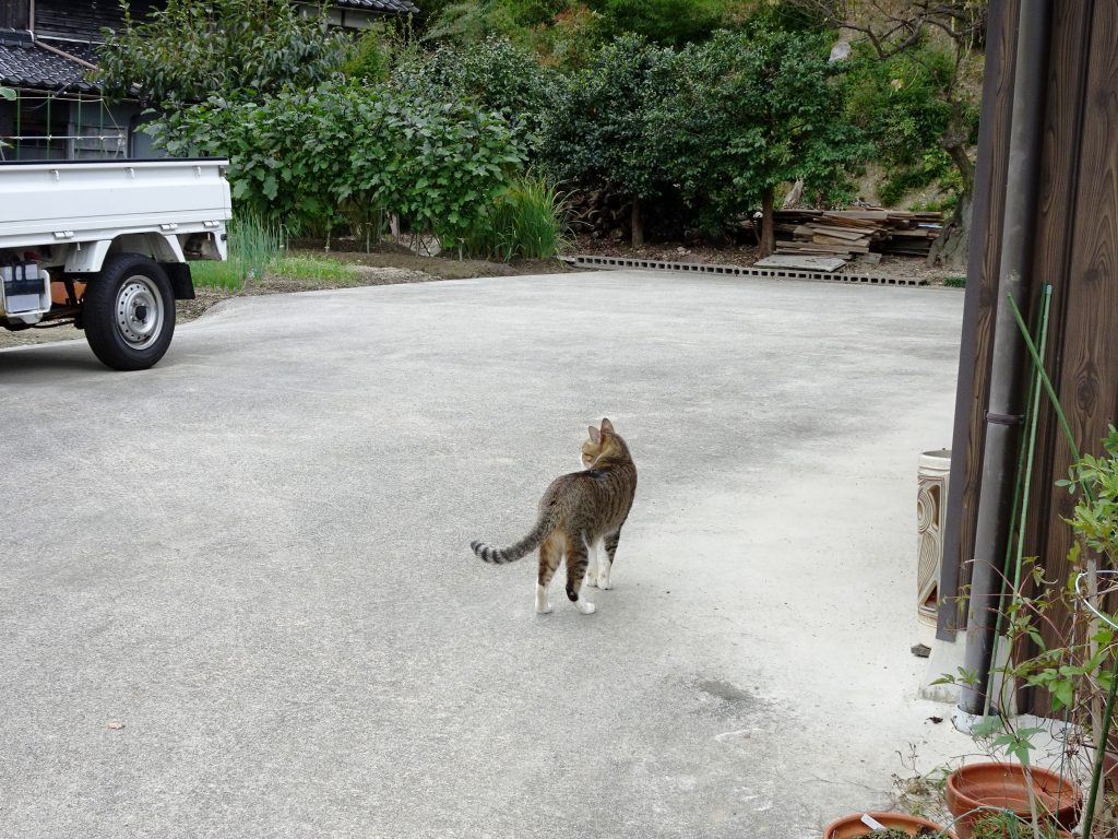 ねこ、風太 巡回