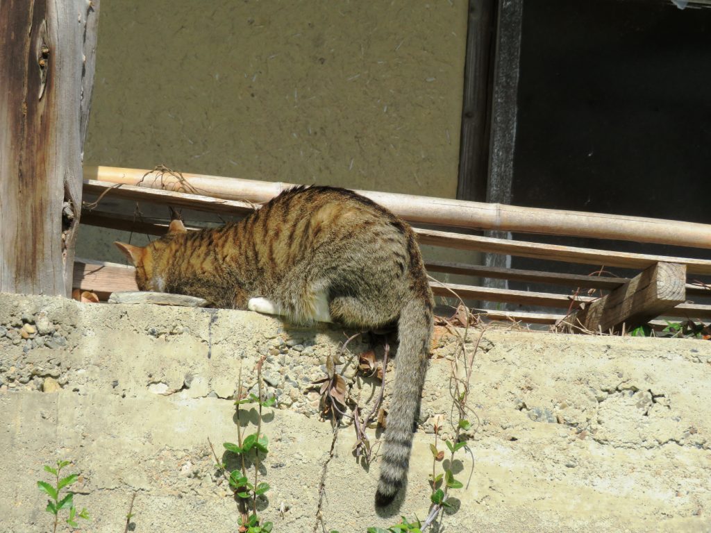 ねこ、風太 巡回