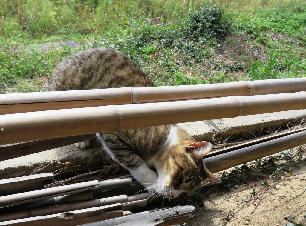 ねこ、風太 巡回