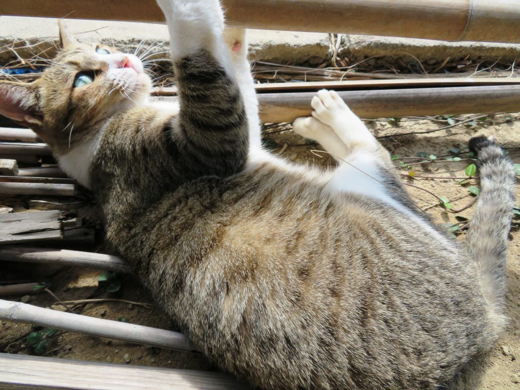 ねこ、風太 巡回