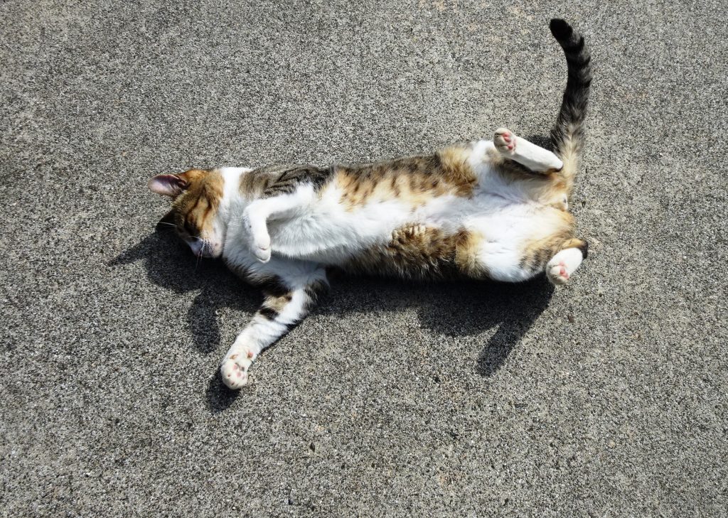 ねこ、風太 ゴロゴロ