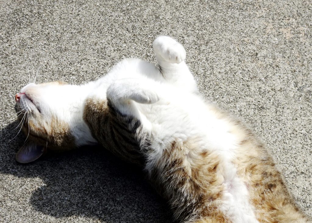 ねこ、風太 ゴロゴロ