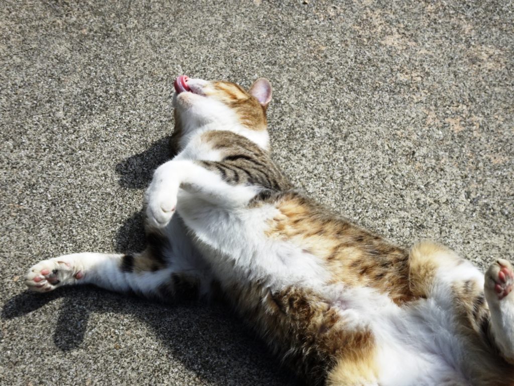 ねこ、風太 ゴロゴロ