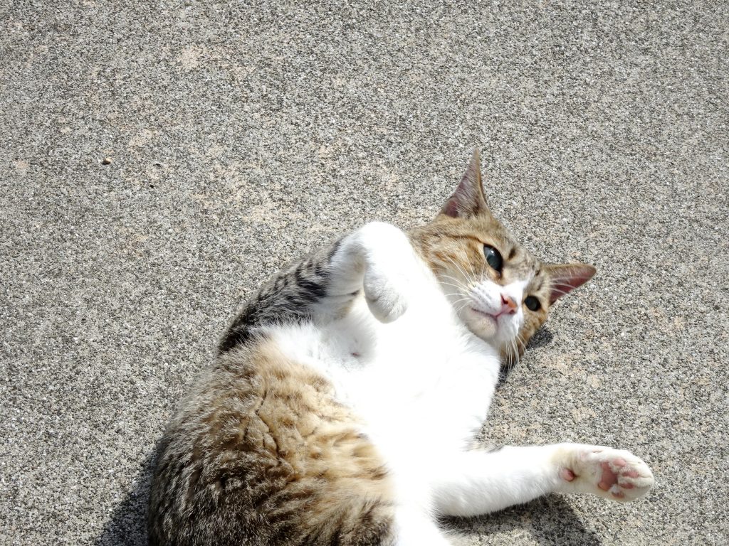 ねこ、風太 ゴロゴロ