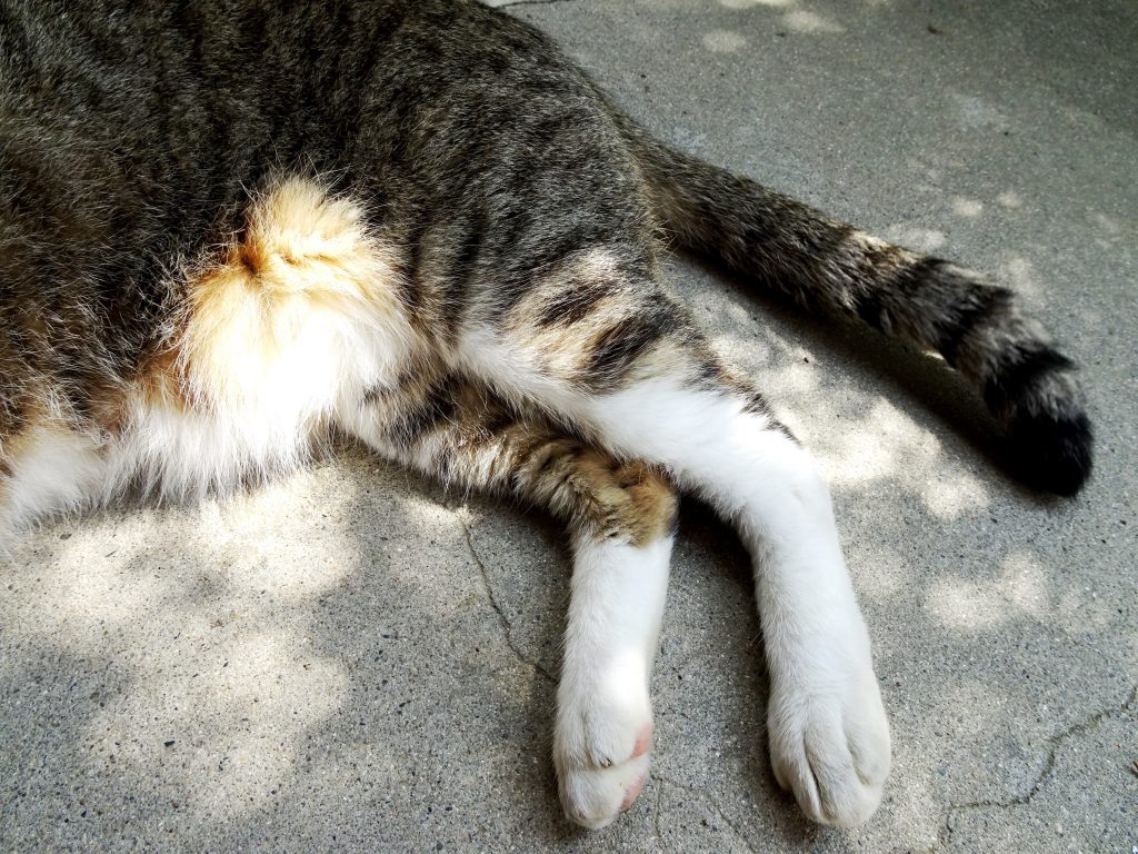 ねこ、風太 ひなたぼっこ