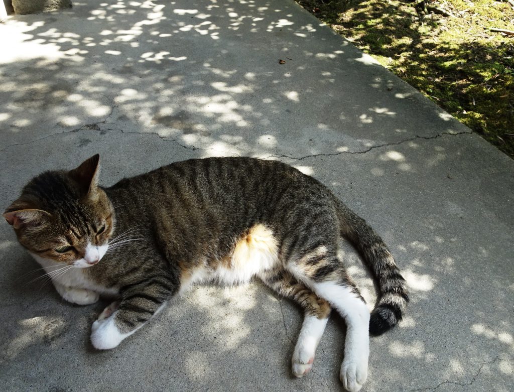 ねこ、風太 ひなたぼっこ