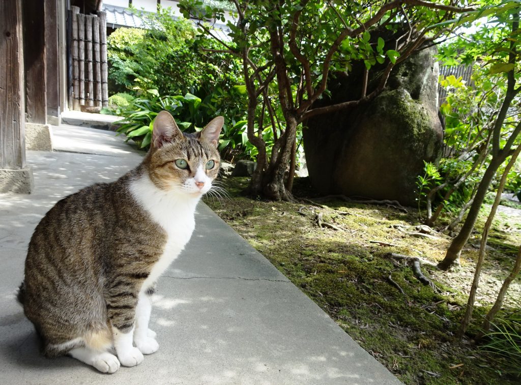ねこ、風太 ひなたぼっこ