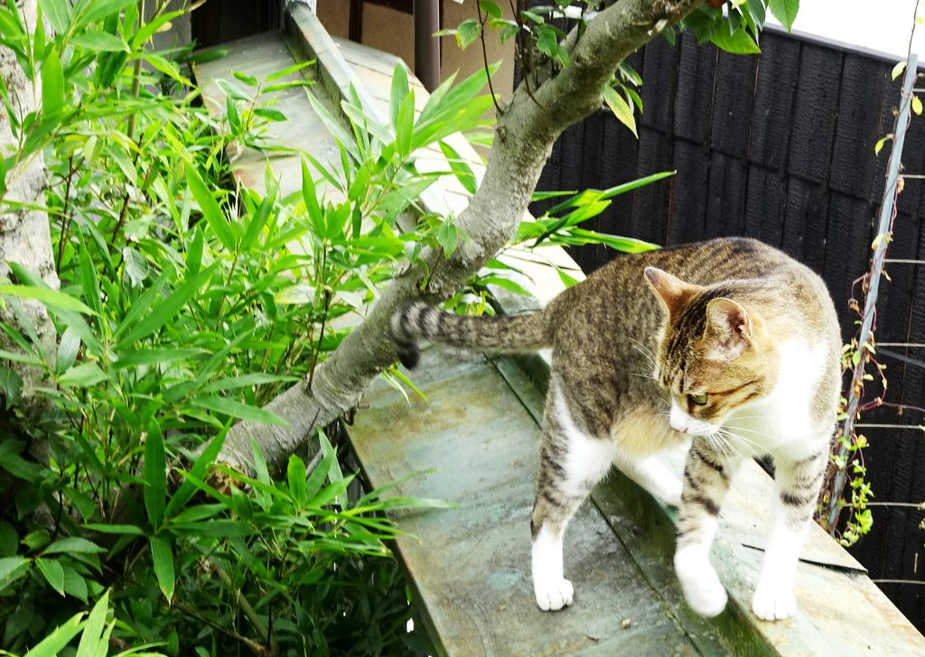 ねこ、風太 巡回