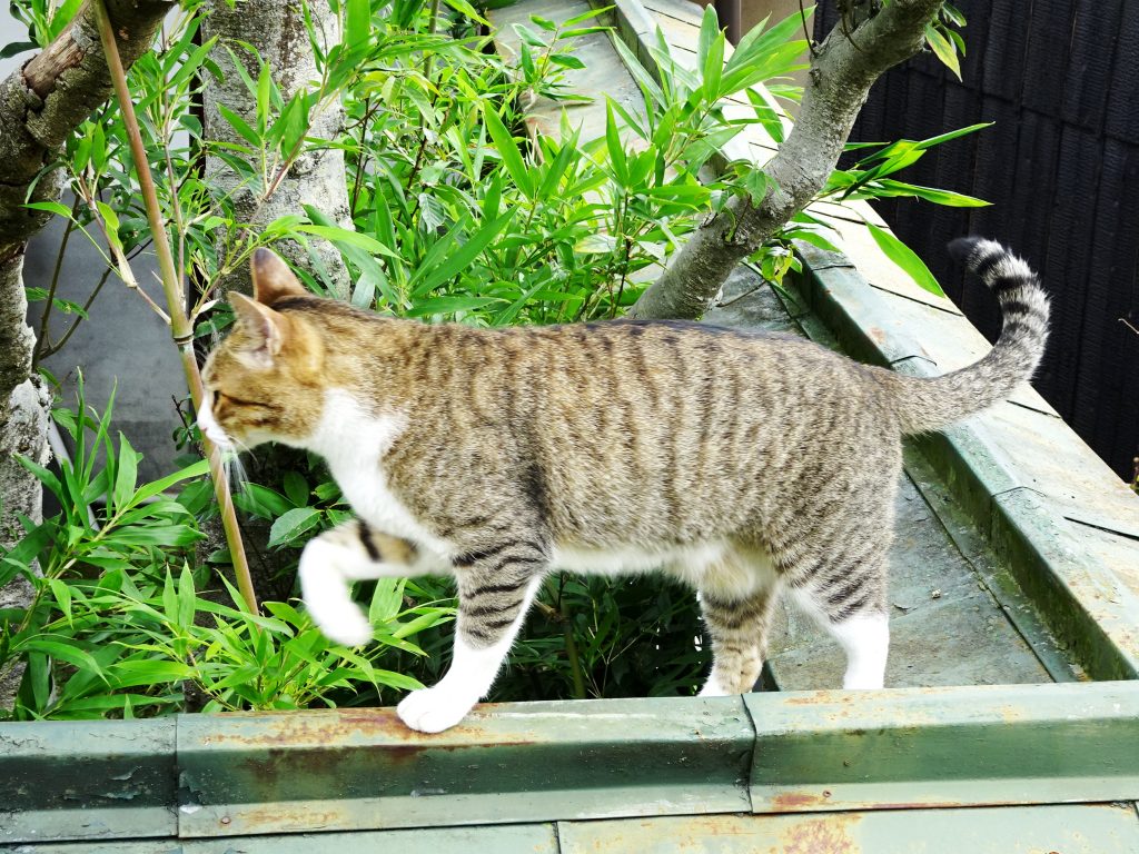 ねこ、風太 巡回