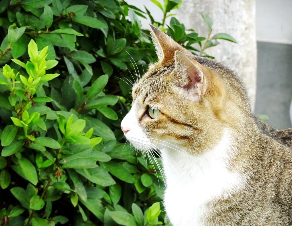 ねこ、風太 巡回